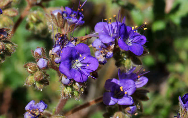 Cleftleaf Wildheliotrope has showy purple to violet-purple (rarely white) bell-shaped flowers often with a white throat. Each flower is on its own stem or “pedicel”. Fruit is capsule. Phacelia crenulata